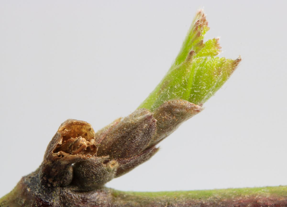 Knospe der Brombeere