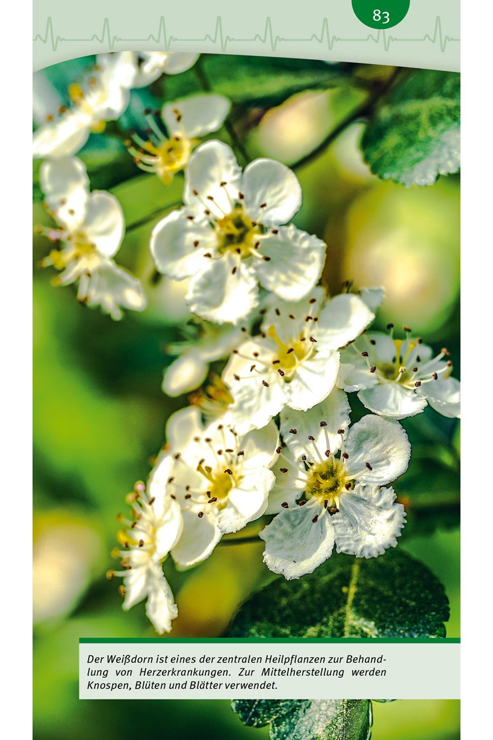 Natürlich gesund - Bluthochdruck